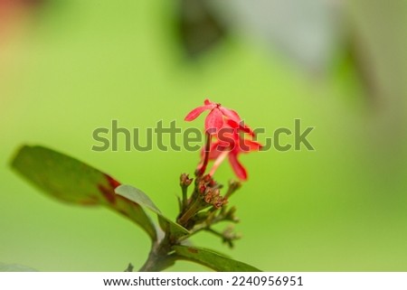 small red ixora flower, in a garden in Rio de Janeiro.