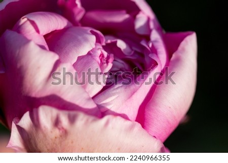 Pink peony flowers, floral art background. Botanical flatlay