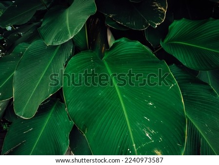 Nature view of green leaf and palms background. Flat lay, dark nature concept, tropical leaf