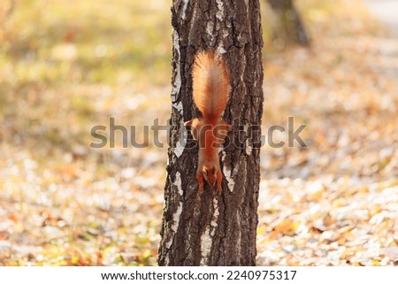 cute squirrel on blurred natural forest background. Eurasian red squirrel eating nuts. save wild nature concept. High quality photo