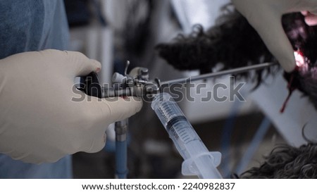 Close-up. A veterinary surgeon performs cystoscopy with an endoscope on a dog. The doctor holds an endoscope in the hens and inserts it into the dog's urethra for examination. Royalty-Free Stock Photo #2240982837