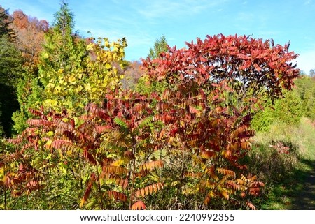 Staghorn Sumac (Rhus typhina) along hiking trail at Devil's Glen during Fall