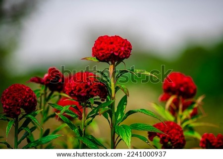 Cockcomb Red Flower in the Park