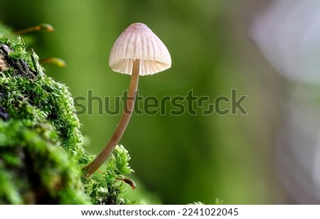 Toadstool close up in green moss. Toadstool. Macro scene of toadstool. Toadstool close up Royalty-Free Stock Photo #2241022045