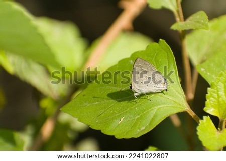 Butterfly resting on  a green leaf in the summer day. Sinthusa chandrana, the broad spark butterfly, Mandi, Himachal pradesh, India
