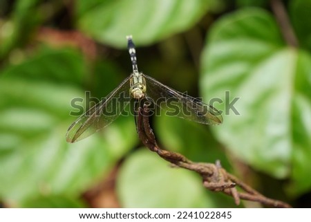 Dragonflies that live in the Sangeh Monkey Forest area