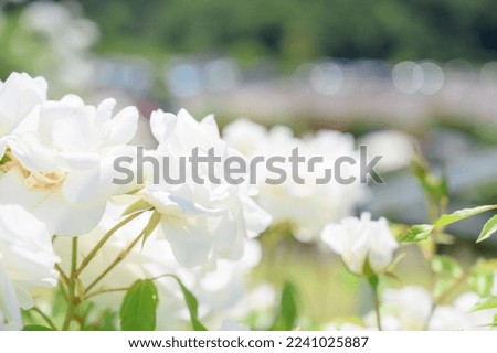 white roses blooming in the rose garden