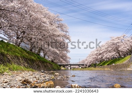 Pictures of rows of cherry trees along the river