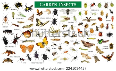 Set of garden insects isolated on a white background