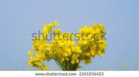 Closeup of canola flowers bouquet in the background of blue sky. Mustard flowers are also known as rapeseed and sarso in India and scientific name is Brassica Juncea.  Royalty-Free Stock Photo #2241036423