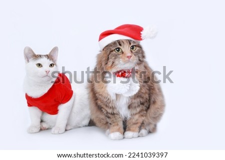 Small white Cat in Santa costume sitting next to a big fluffy cat with Santa Claus Xmas red hat. Two cats helper Santa isolated on a white background. Happy New Year. Merry Christmas. Winter. Holiday