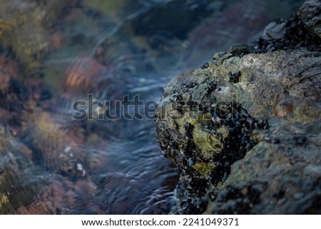 Mossy rock on the seashore