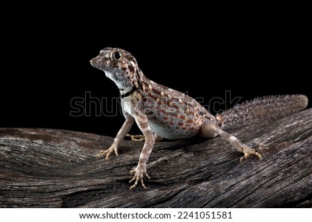 Scorpion Tailed Gecko "Pristurus carteri", Scorpion tail gecko closeup on wood, Scorpion tail gecko closeup on isolated background