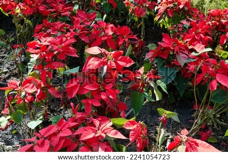 The poinsettia leaves are bright red and green in many gardens. symbolic of the celebration of Christmas Happy Day also helps absorb indoor toxins and young leaves can be applied to the skin.