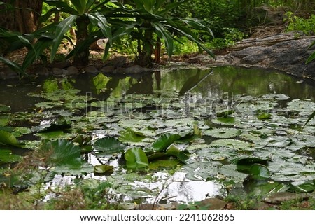 Lotus pond . Green lotus leaf.