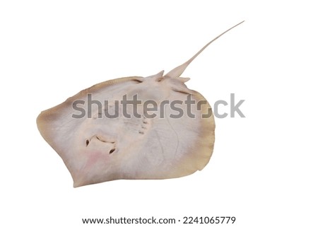 Stingray fish isolated on white background close up.