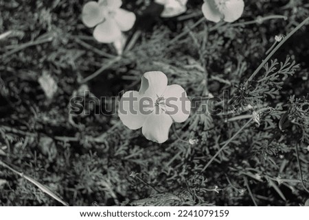 California poppy (Eschscholzia californica, California sunlight or cup of gold) in black and white