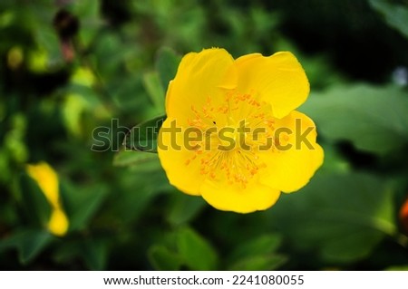 Yellow flower on a green meadow in close-up with bokeh. Flowers photo from nature