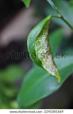 selective focus, banyan tree leaves attacked by pests
