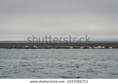 Flock of seals on sea beach landscape photo. Beautiful nature scenery photography with cloudy sky on background. Idyllic scene. High quality picture for wallpaper, travel blog, magazine, article