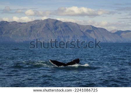 Killer whale tail in ocean water landscape photo. Beautiful nature scenery photography with hills on background. Idyllic scene. High quality picture for wallpaper, travel blog, magazine, article