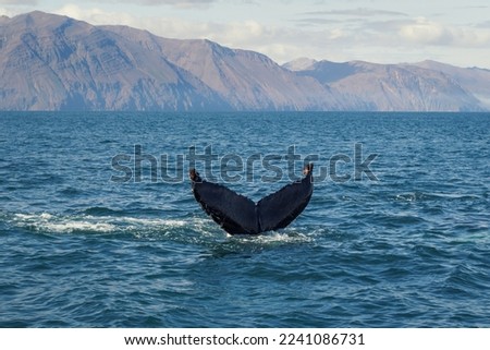 Graceful killer whale diving in sea landscape photo. Beautiful nature scenery photography with coast on background. Idyllic scene. High quality picture for wallpaper, travel blog, magazine, article