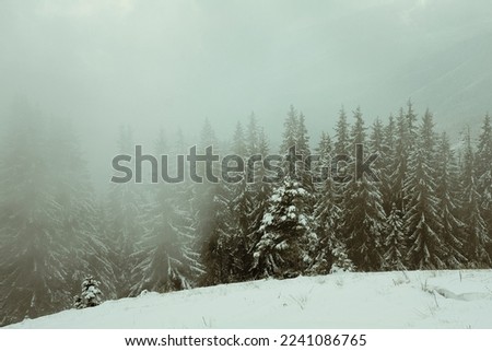Fir wood on snowy hill landscape photo. Beautiful nature scenery photography with fog on background. Idyllic scene. High quality picture for wallpaper, travel blog, magazine, article