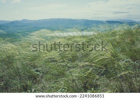 Close up grass waving by wind concept photo. Stormy weather. Front view photography with distant mountains on background. High quality picture for wallpaper, travel blog, magazine, article