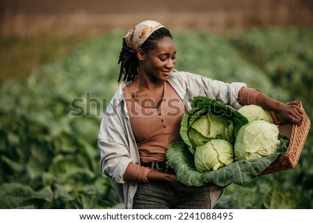 Portrait of a dedicated black woman holding a crate full of fresh cabbage in her hands on the farm outdoors Royalty-Free Stock Photo #2241088495