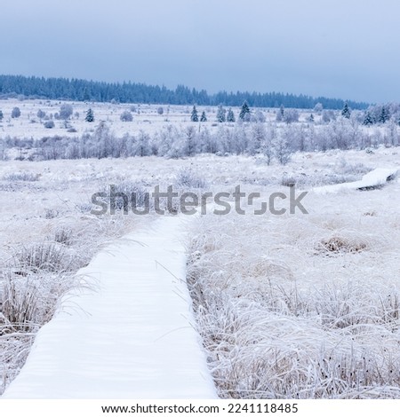 Fresh snow fall in the high fens of the Belgium Ardennes covering the landscape under a white layer creating a pure and serene view in  this unique natural park in Europe 