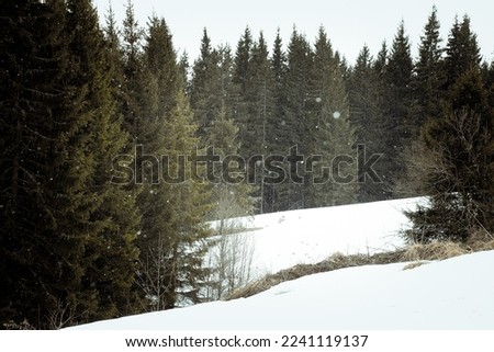 Wild fir forest at snowfall landscape photo. Beautiful nature scenery photography with grey sky on background. Idyllic scene. High quality picture for wallpaper, travel blog, magazine, article
