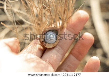 Close up lady holding walnut half with shell concept photo. First view person photography with dry grass on background. High quality picture for wallpaper, travel blog, magazine, article