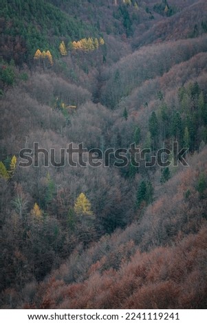 Autumn forest on mountain slopes landscape photo. Beautiful nature scenery photography with large hills on background. Idyllic scene. High quality picture for wallpaper, travel blog, magazine, article