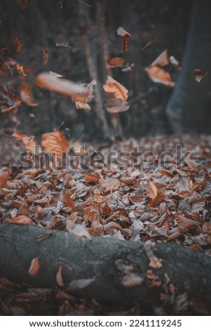 Close up flying leaves in autumn forest concept photo. Fall season. Front view photography with tranquil wood on background. High quality picture for wallpaper, travel blog, magazine, article