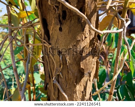 weathered trees overgrown with orchids isolated