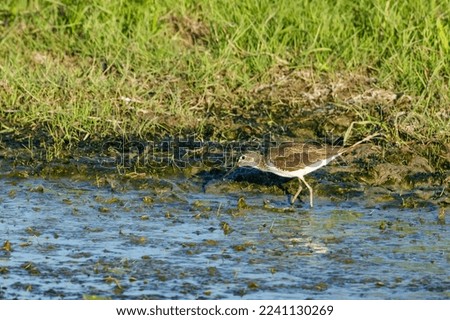 A greenshank in the wetlands of the danube delta