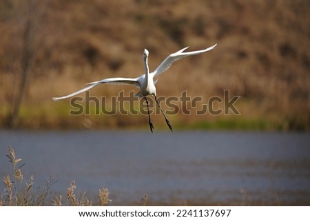 Great Egret in autumn wetland Royalty-Free Stock Photo #2241137697