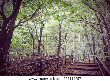 Retro vintage filtered picture of wooden path in forest.