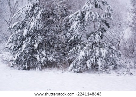 Christmas tree in the snow. winter picture, New Year's mood.