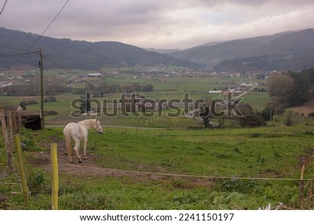 a white horse and a green valley in the north of Spain