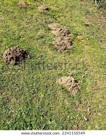 Close up of mole hills on a grass lawn