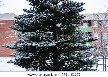 Beautiful Korean spruce or pine tree in the yard of an apartment building in winter. View from balcony. Landscaping of courtyards by municipal services of the community. Christmas New Year in Sweden.