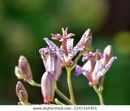 pink with spots Tricyrtis flower, macro