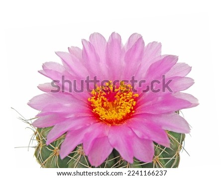 macro closeup of a beautiful blooming purple pink Notocactus cactus purple flower plant isolated on white