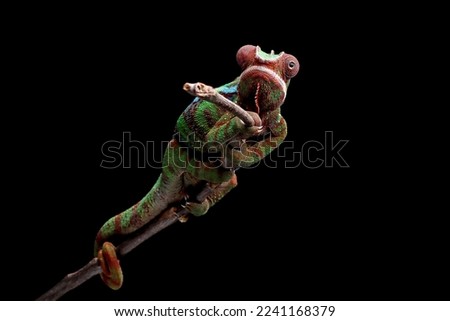 Beautiful color of panther chameleon, The panther chameleon on wood, Panther chameleon closeup with isolated background