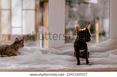 Closeup portrait of small funny brown mini chihuahua dog, cute puppy. Small dog and striped kitten on the window. Friendship. Copy space.
