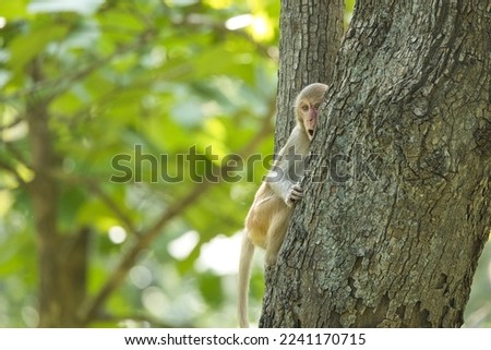 Cute Macaques or Monkey sitting on the branch of a tree. Amazing photo  with beautiful background. Picture is taken at Pench National Park, Madhya Pradesh, India.