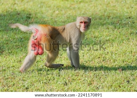 Cute Macaques or Monkey posing for photos to the people who are in the jeep safari. Amazing photo  with beautiful background. Picture is taken at Pench National Park, Madhya Pradesh, India.
