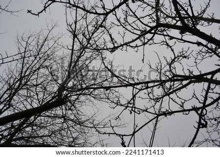 trees from below in rainy winter