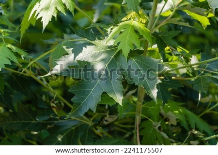 Green leaves on a branch of big maple Acer saccharinum on sunny summer day against a blurred background of garden greenery. Selective focus. Close-up of leaves. Nature concept for design. Royalty-Free Stock Photo #2241175507
